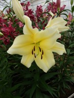 [4156 Big Brother Mak No02.JPG]